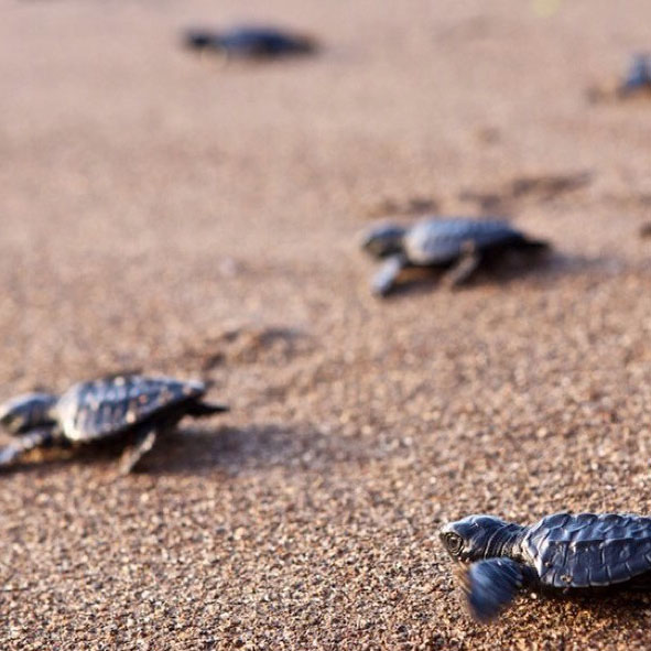Centro de Conservación de la Tortuga Marina Los Arrecifes
